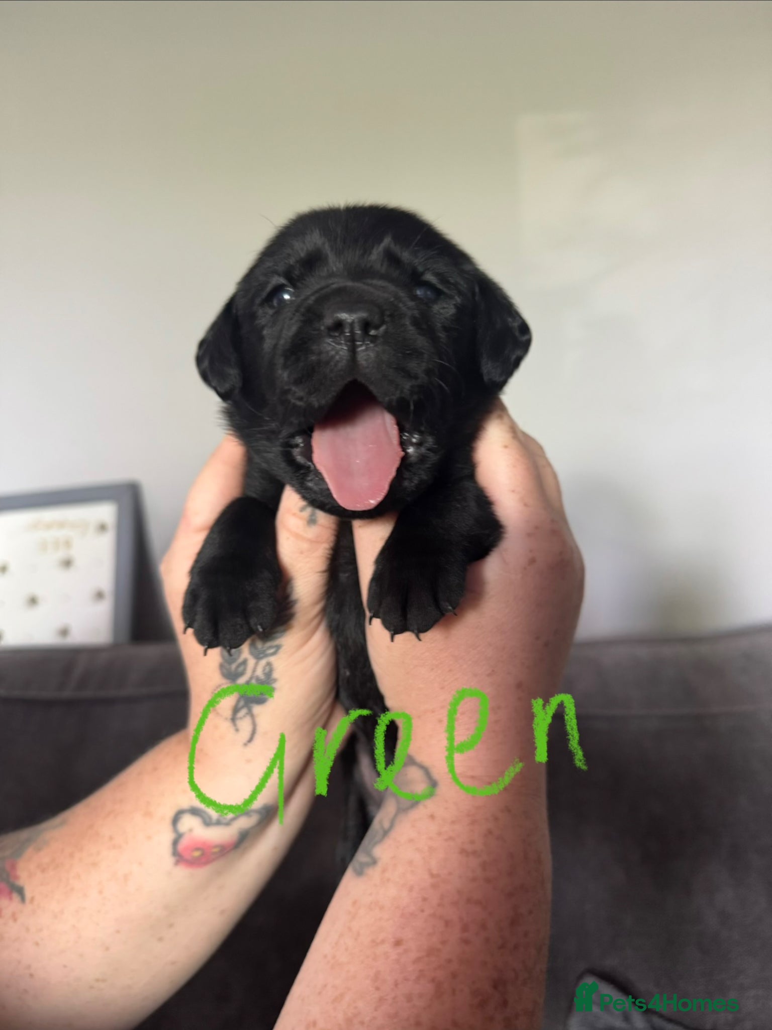 Labrador Retriever dogs KC Registered black Labrador puppies - Advert 7