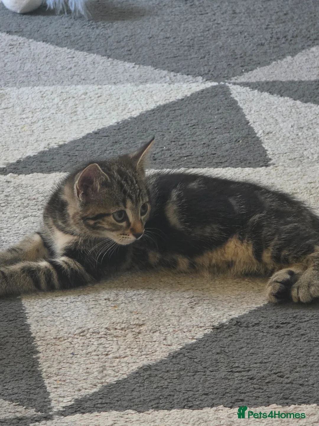 Mixed Breed cats for sale: 2 beautiful kitten will come with everything  - Advert 2