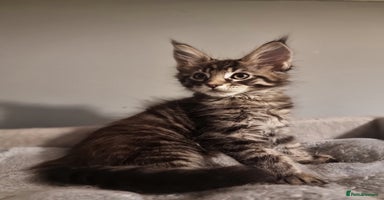 Maine Coon cats TICA REG.  Amazing kittens  - Advert 3