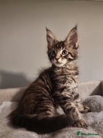 Maine Coon cats TICA REG. Amazing kittens - Advert 4