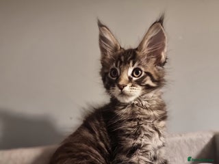 Maine Coon cats TICA REG. Amazing kittens - Advert 1