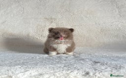 Pomsky dogs for sale: Rare lilac/tan tiny toysize Pomsky puppies - Image 9