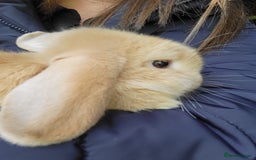 Mini Lop rabbits for sale: Mini Lop blonde male bunny  - Image 1