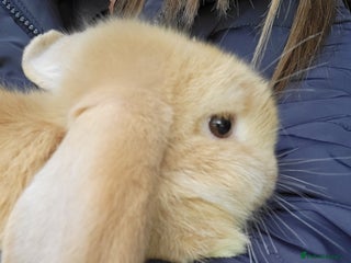 Mini Lop rabbits - Advert 2