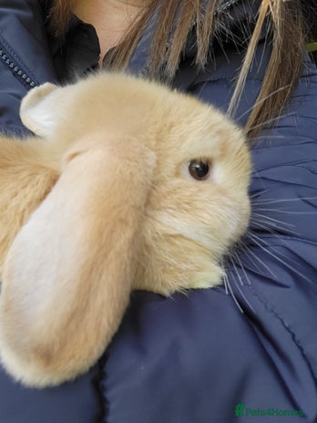 Mini Lop rabbits - Advert 1