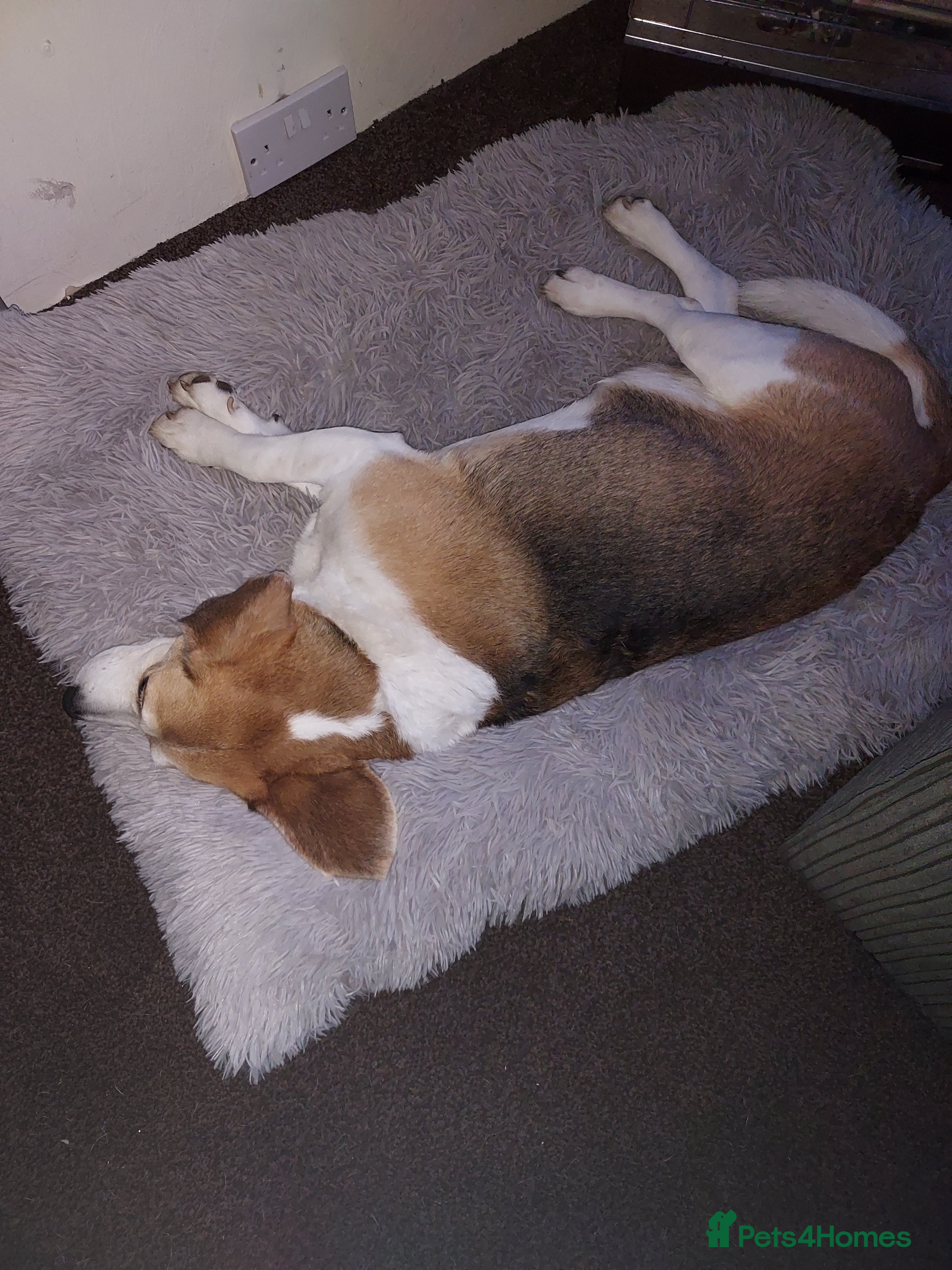 Beagle dogs Male Beagle  - Advert 2