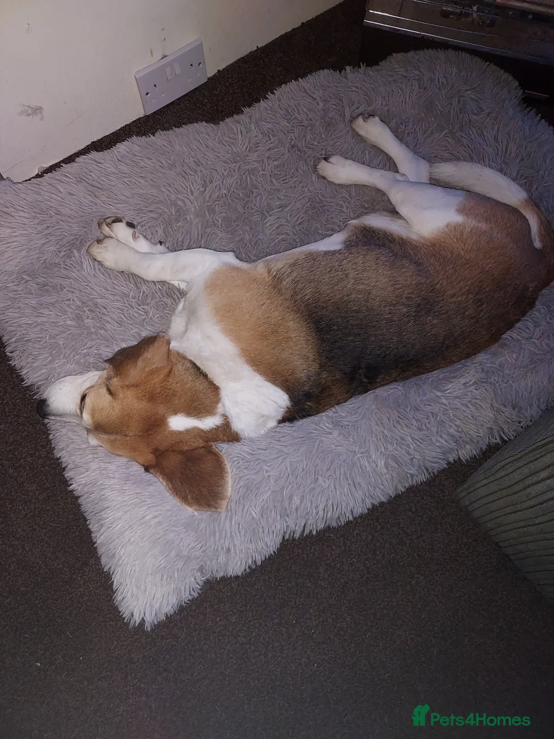 Beagle dogs for sale: Male Beagle  - Advert 1