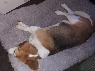 Beagle dogs Male Beagle - Advert 2