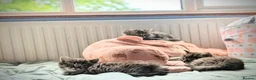 Persian cats for sale: Irresistible Russian Blue Persian Kittens. - Advert 4