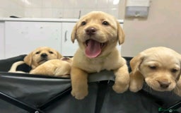 Labrador Retriever dogs for sale: Pure breed Labrador Retrievers puppies  - Image 23