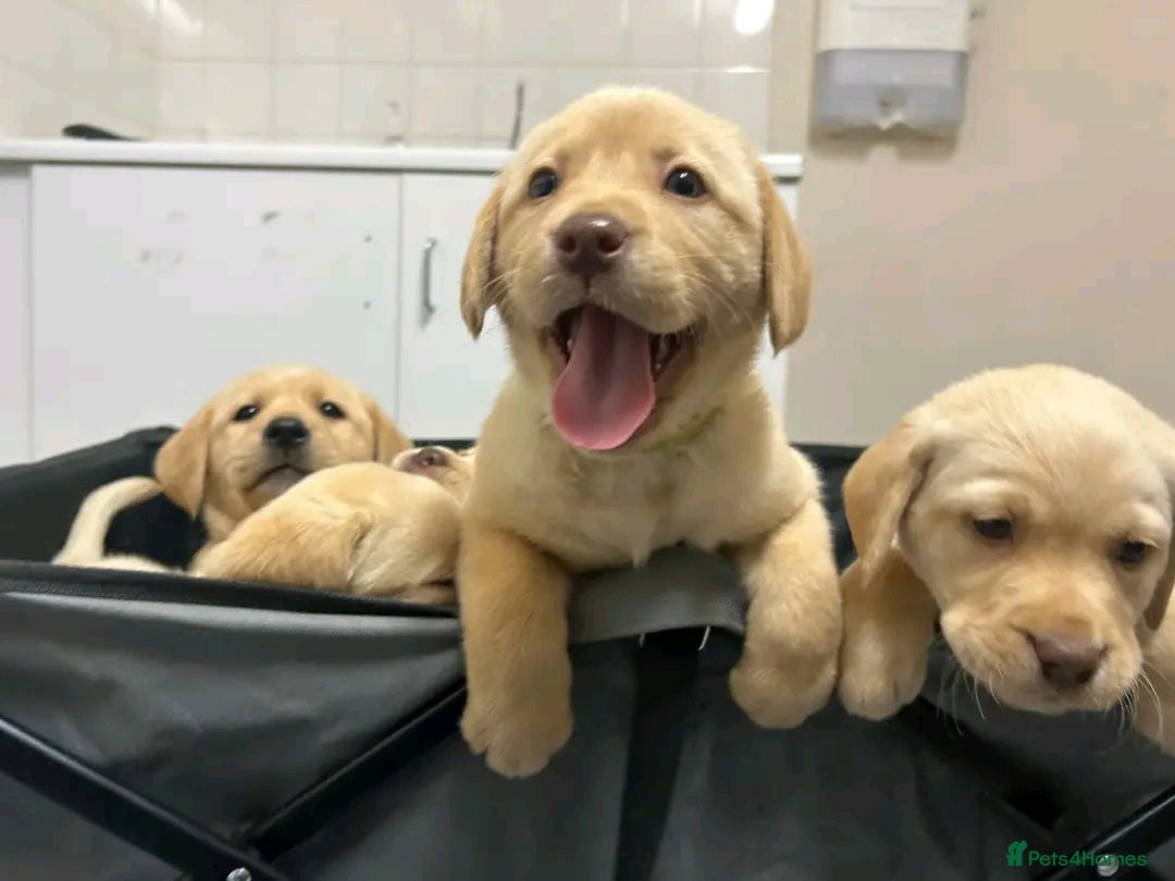 Labrador Retriever dogs for sale: Pure breed Labrador Retrievers puppies  - Image 23