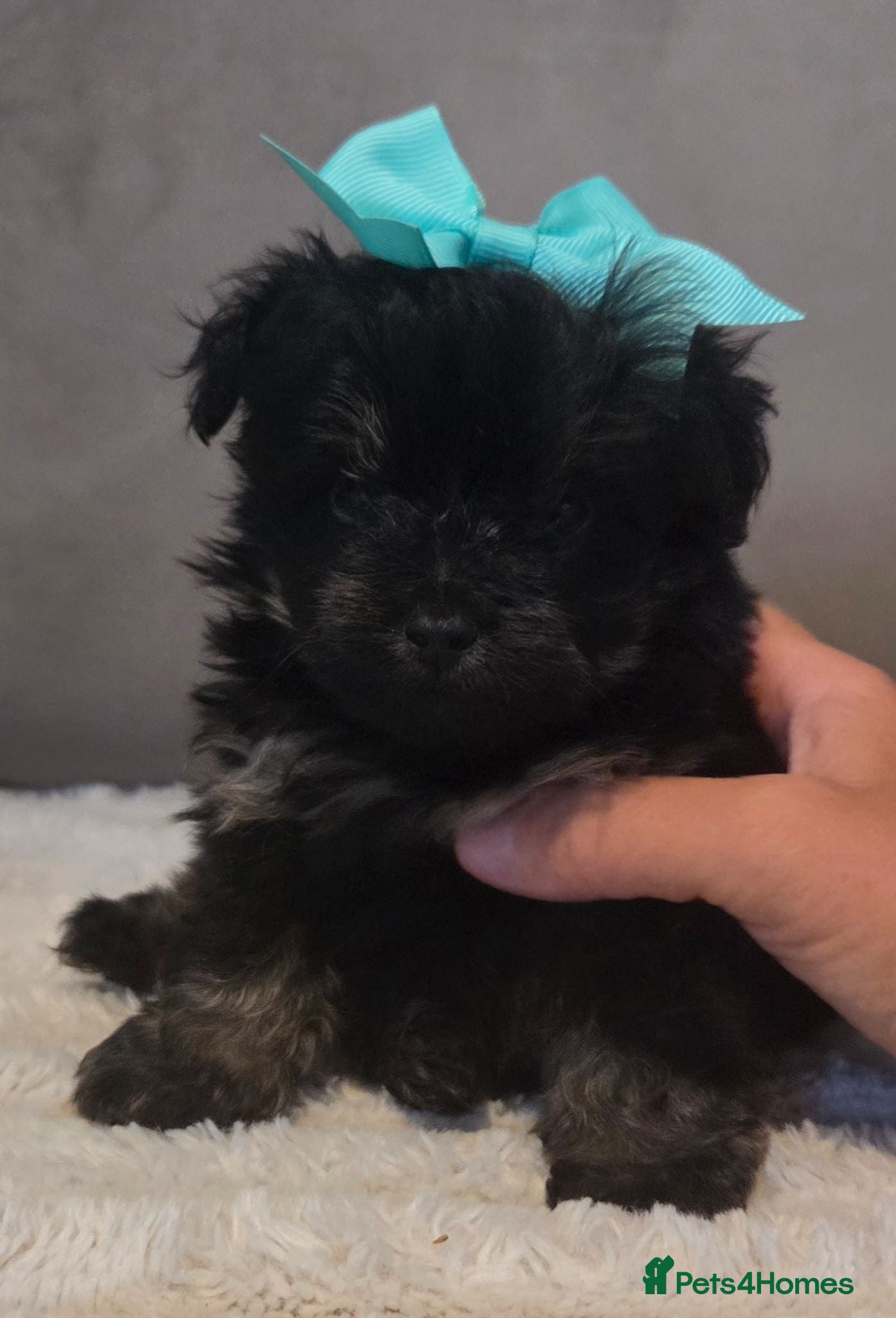 Pomapoo dogs Beautiful pomapoos - Advert 18