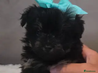 Pomapoo dogs Beautiful pomapoos - Advert 1