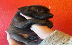 Mixed Breed dogs for sale: Staffordshire cross puppies  - Image 18