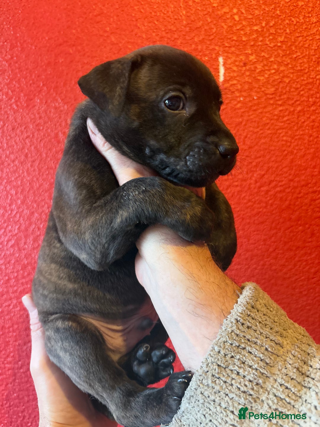 Mixed Breed dogs for sale: Staffordshire cross puppies  - Image 18