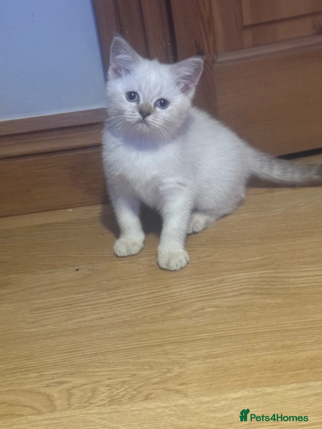 British Shorthair cats for sale: £300 1 LEFT READY NOW REDUCED*** British shorthair - Advert 2