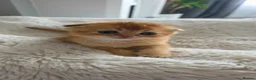 Scottish Fold cats for sale: Purebred kitten, best in UK - Advert 2