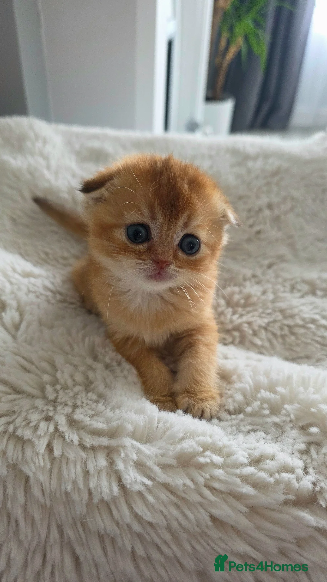 Scottish Fold cats for sale: Purebred kitten, best in UK - Advert 2