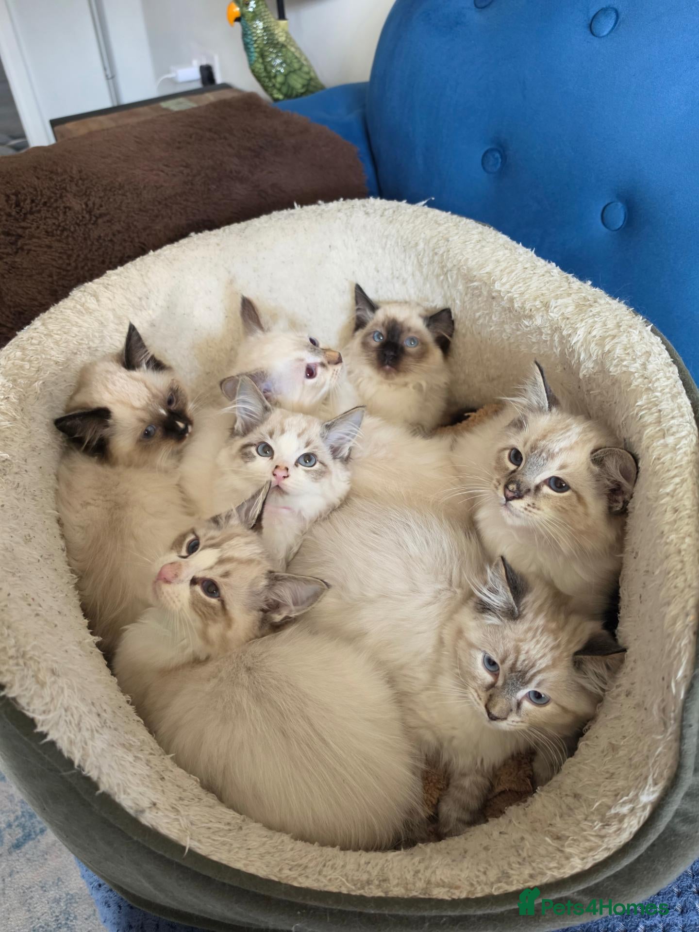 Ragdoll cats Registered/Pedigree/Stunning/Ragdolls  - Advert 3