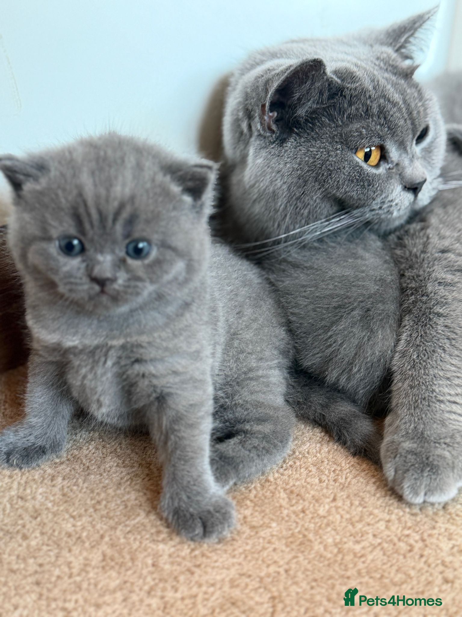 British Shorthair cats 🐾 British Shorthair Kittens – Carefully Raised - Advert 3