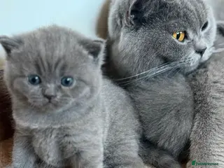 British Shorthair cats 🐾 British Shorthair Kittens – Carefully Raised - Advert 3