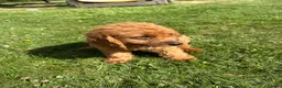 Labradoodle dogs for sale: Ready F1b labradoodle curl red health test parent  - Advert 17