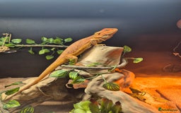Bearded Dragon reptiles for sale: 4 Year Old Female Bearded Dragon and full setup - Image 1