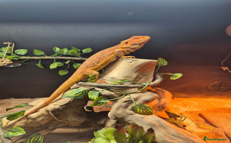 Bearded Dragon reptiles - Advert 13
