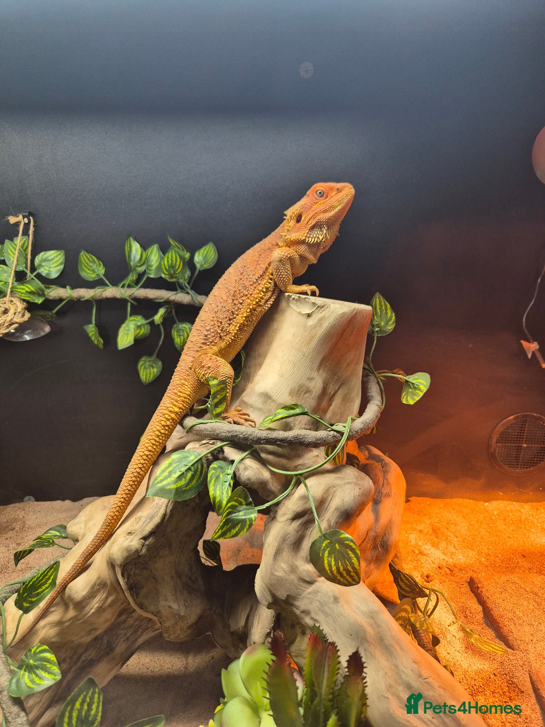 Bearded Dragon reptiles for sale: 4 Year Old Female Bearded Dragon and full setup - Image 1