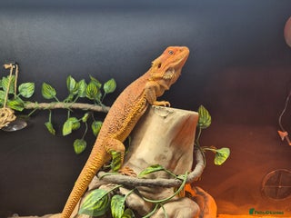 Bearded Dragon reptiles - Advert 13