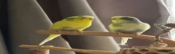 Budgerigars birds for sale: Two Male budgies (brothers) up for adoption. in Leamington Spa - Advert 2