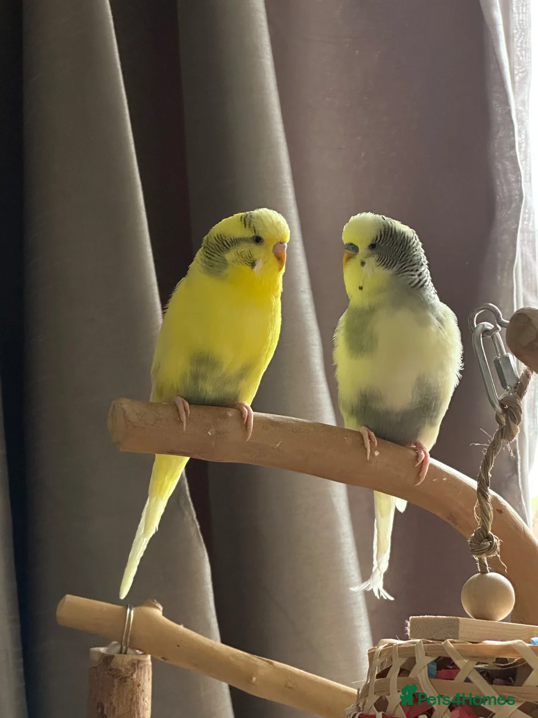 Budgerigars birds for sale: Two Male budgies (brothers) up for adoption. in Leamington Spa - Advert 2