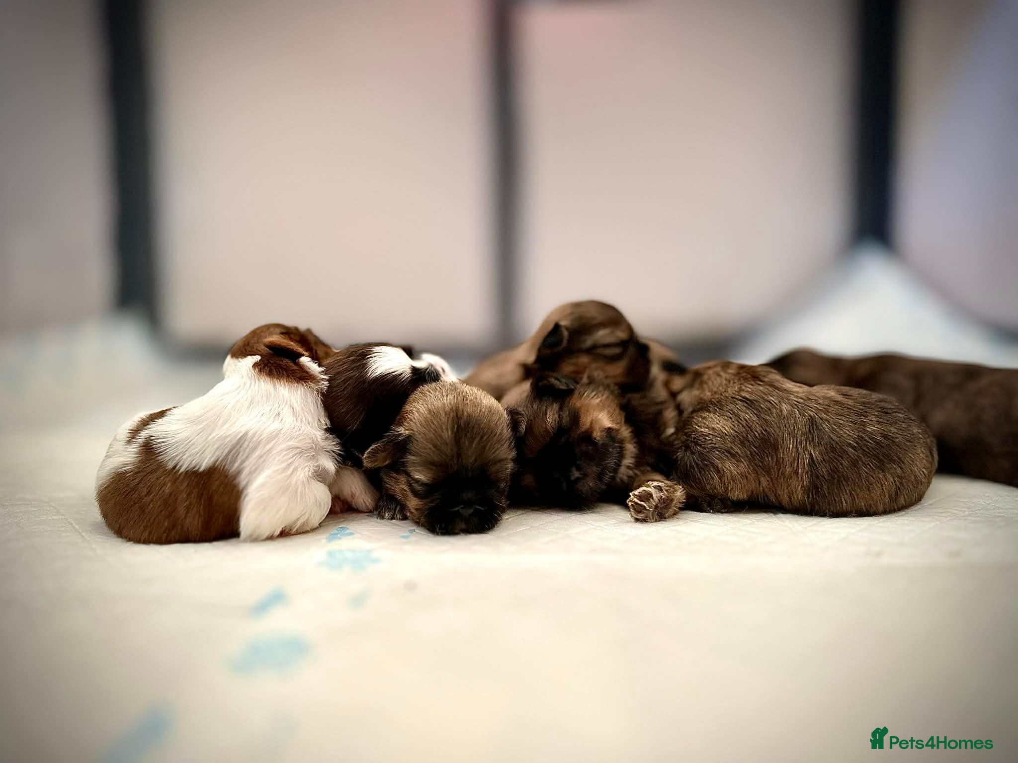 Shih Tzu dogs Adorable Shih Tzu Puppies For Loving Homes. - Advert 1