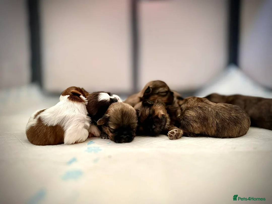 Shih Tzu dogs for sale: Adorable Shih Tzu Puppies For Loving Homes. - Advert 1
