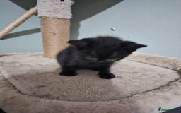 Mixed Breed cats for sale: Mixed kittens ready for their new home - Image 3