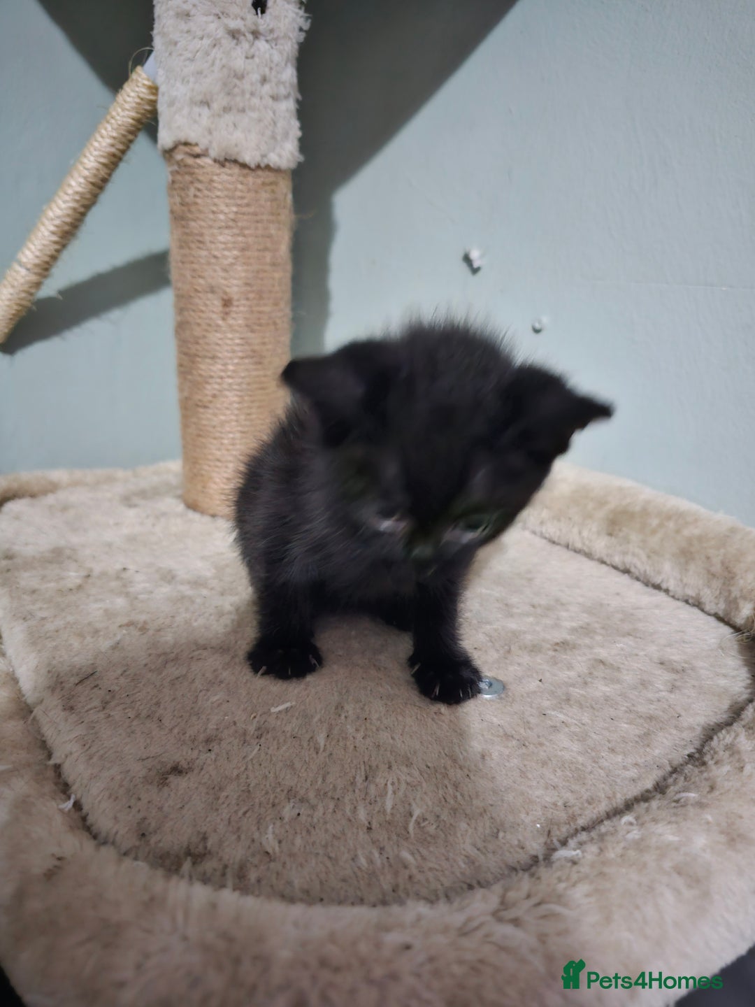 Mixed Breed cats for sale: Mixed kittens ready for their new home - Image 3