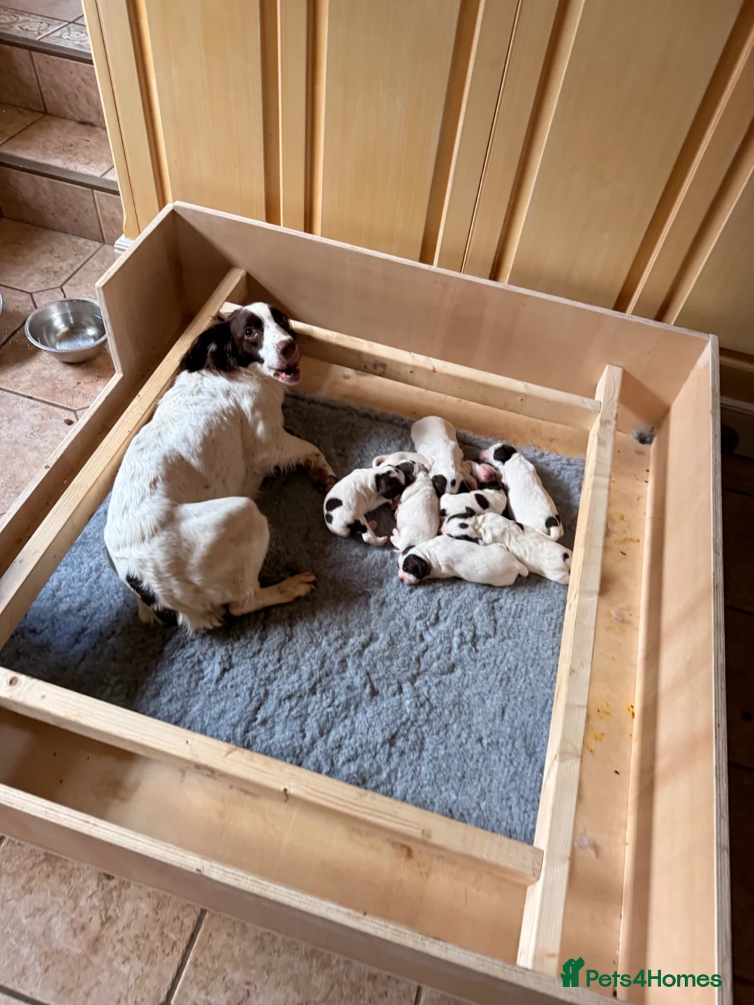 Sprocker dogs for sale: Sprocker Puppies - Advert 14