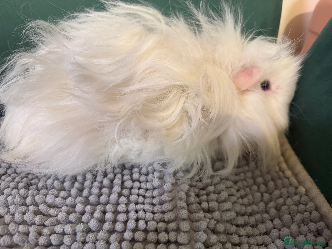 Guinea Pig rodents for sale: Lovely girls  - Advert 5