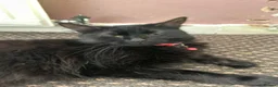 Domestic Shorthair cats for sale: Kitchen for sale  in Chesterfield - Advert 2