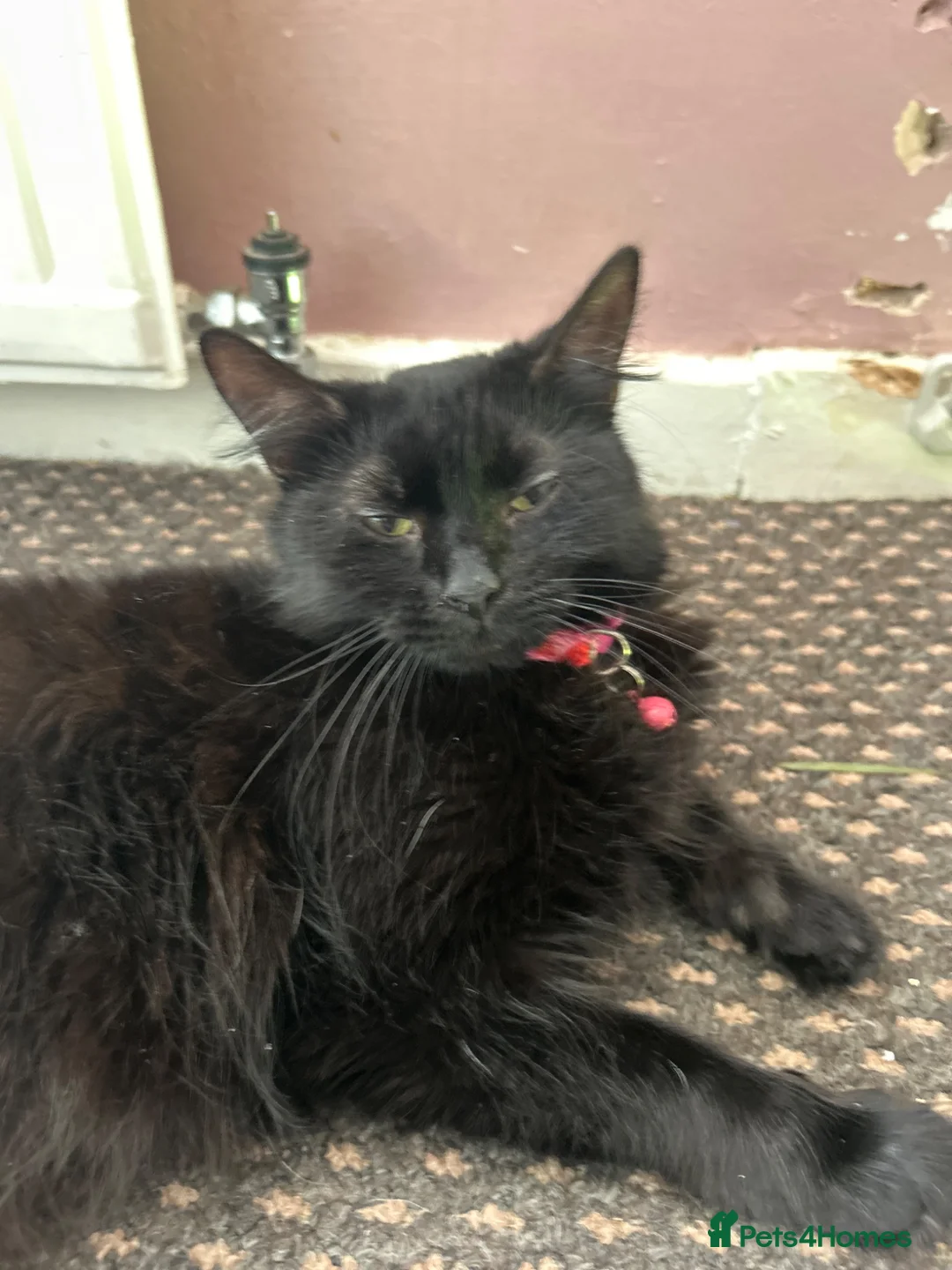 Domestic Shorthair cats for sale: Kitchen for sale  in Chesterfield - Advert 2