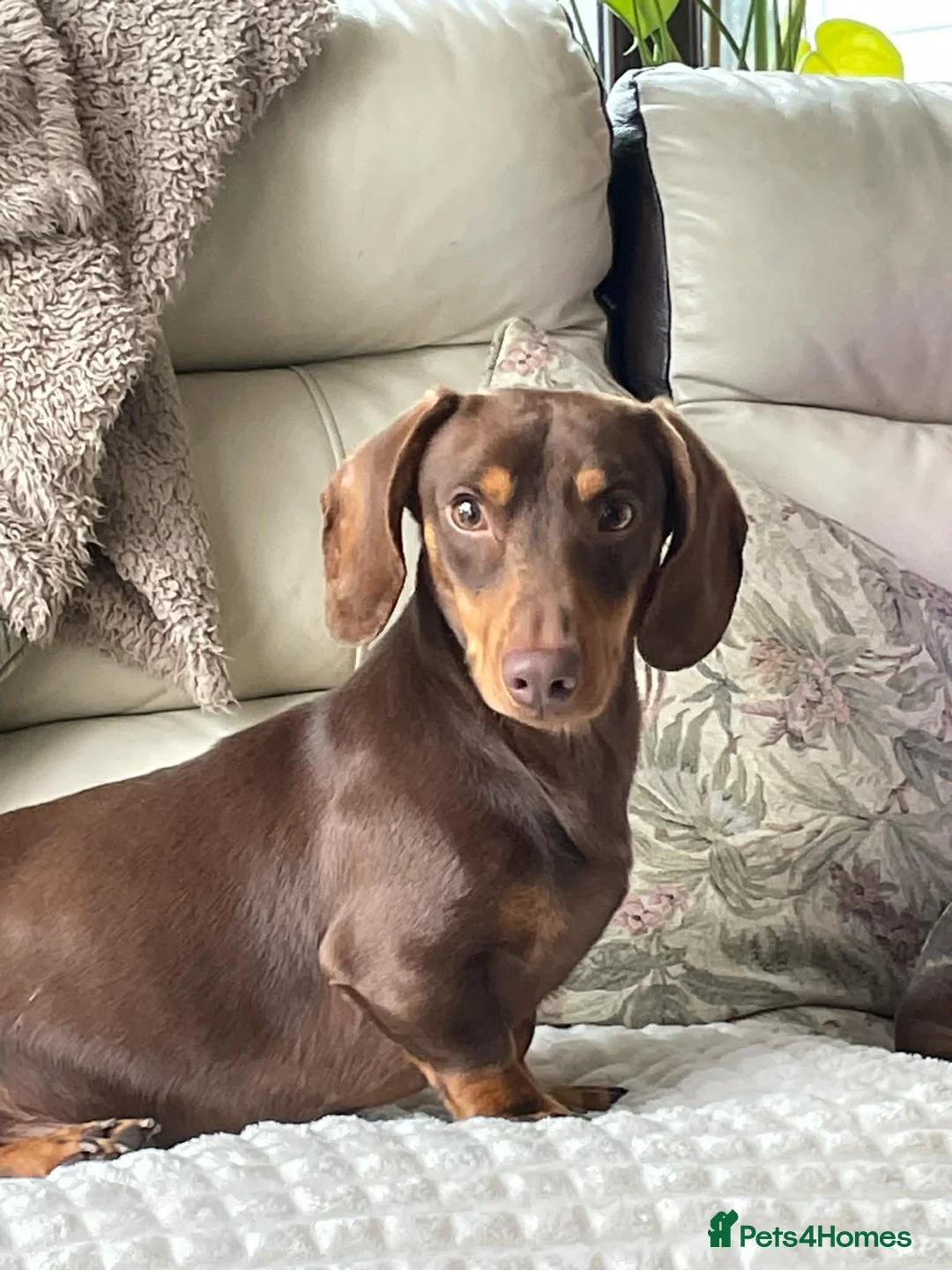 Mixed Breed dogs for sale: Daxi jacks ready now - Advert 7