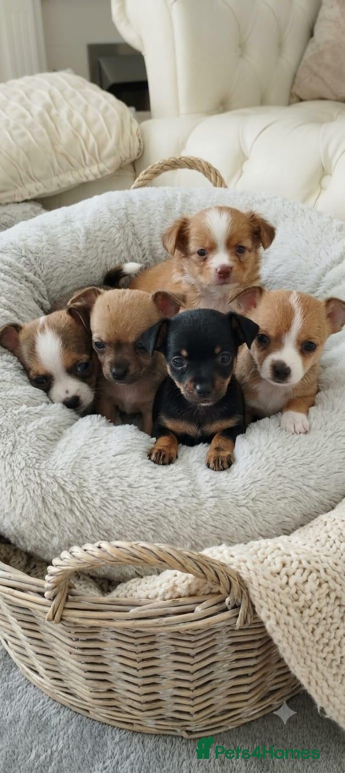 Chihuahua dogs Tiny chihuahua pups ready now - Advert 11