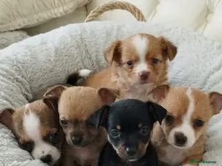 Chihuahua dogs Tiny chihuahua pups ready now - Advert 11