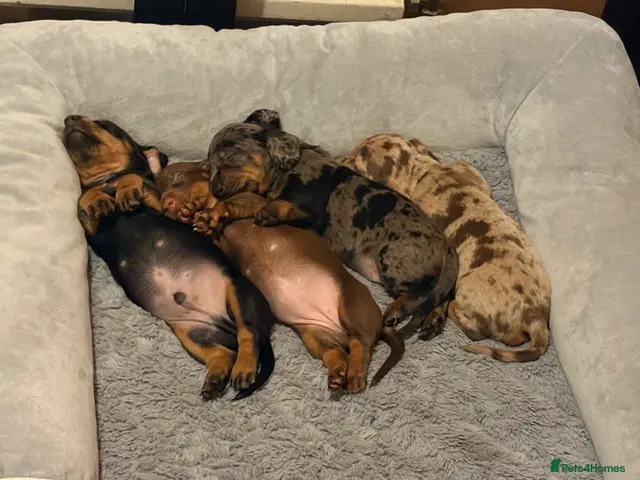 Dachshund dogs Beautiful Dachshund Puppies Ready for Loving Homes - Advert 6