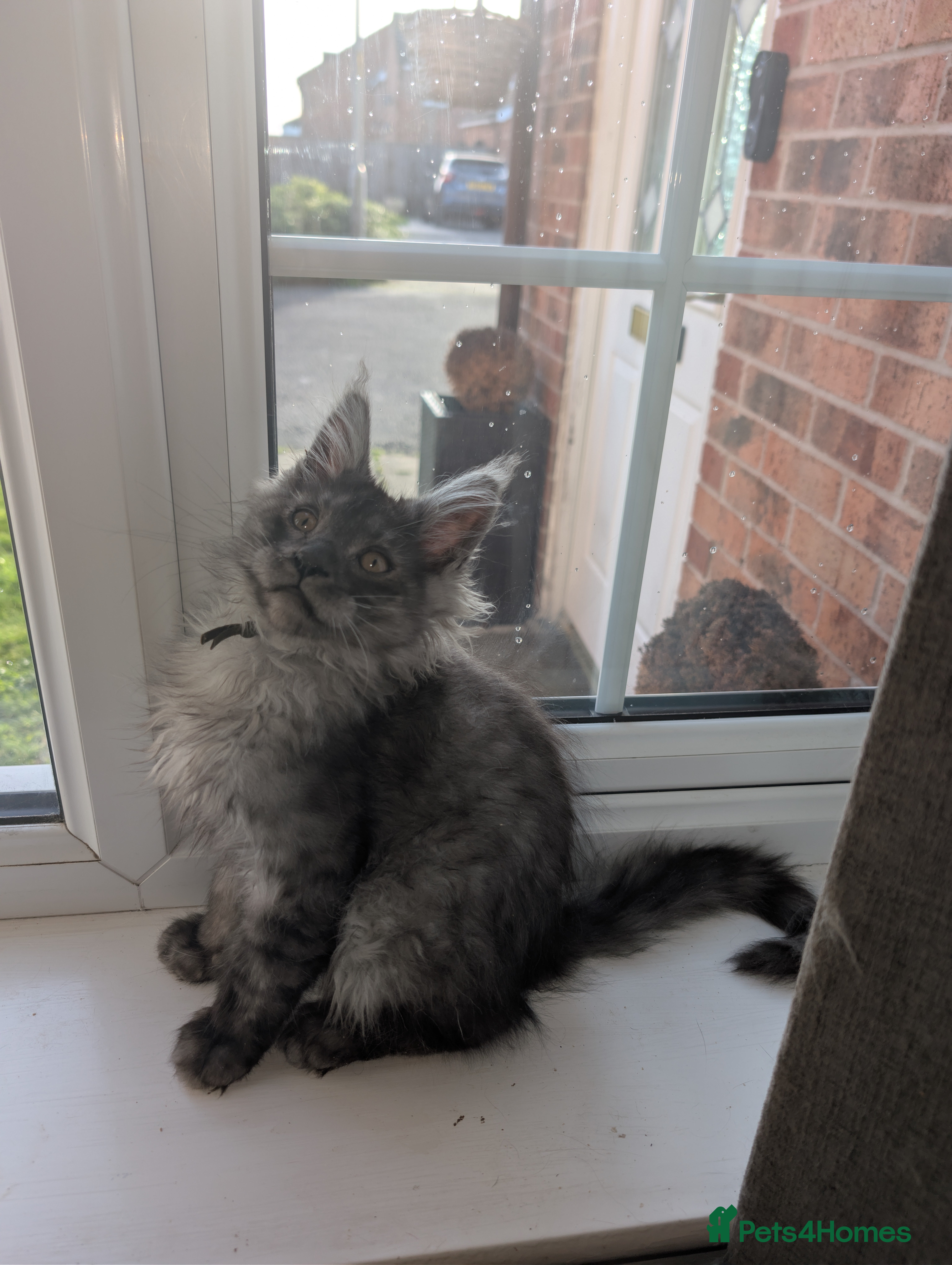 Maine Coon cats Mainecoon kittens  - Advert 16