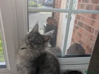 Maine Coon cats Mainecoon kittens - Advert 16