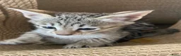 Savannah cats for sale: Savannah PED’G kittens dark boy, light girl F5 sbt - Advert 15