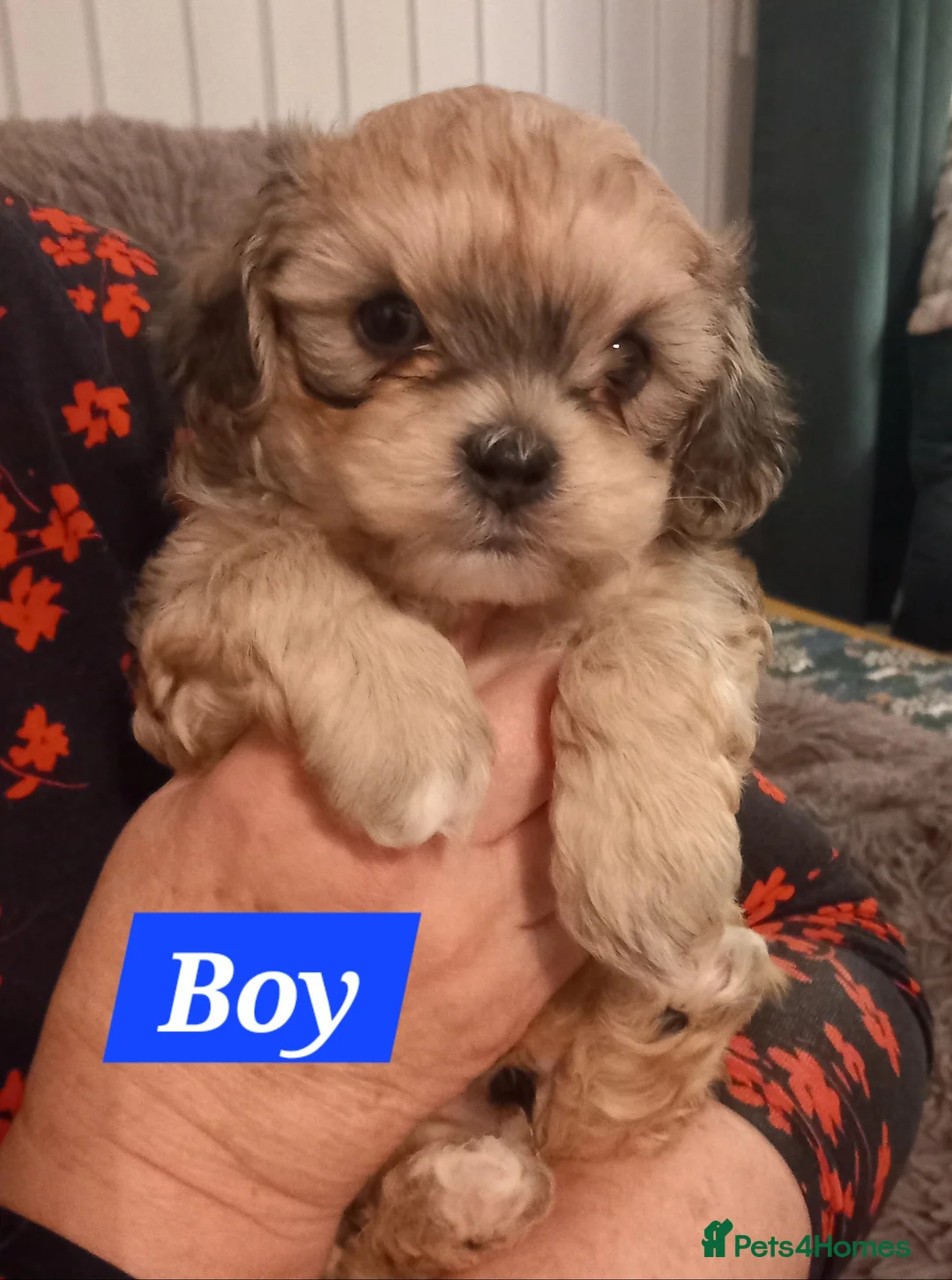 Shihpoo dogs for sale: Shihpoo puppies for sale - Advert 2