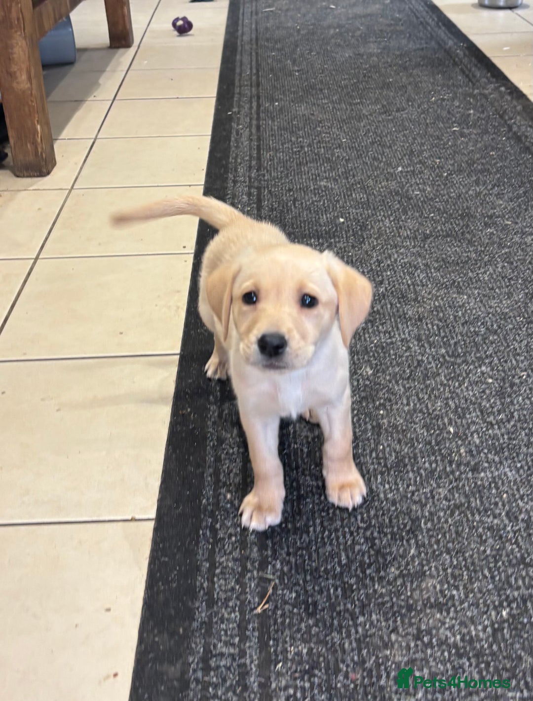 Labrador Retriever dogs for sale: Ready Now Outstanding Show Type Labradors🩷 - Image 6