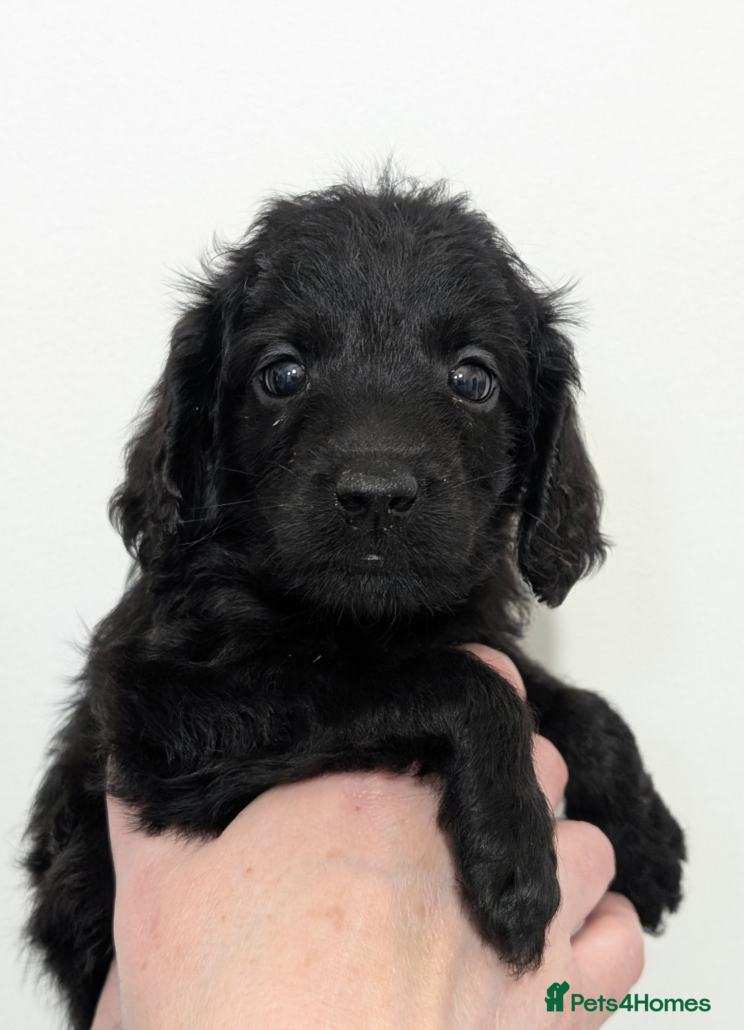 Labradoodle dogs Miniature Labradoodles -Merle, Phantom, Black, Red - Advert 2